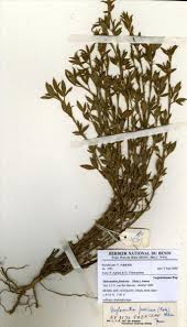 Image result for Stylosanthes fruticosa