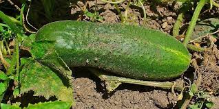 Image result for Cucumis cinereus