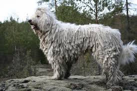 Image result for Komondor