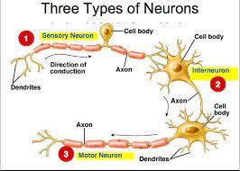 Biology 102 Salihu Flashcards Final Exam Review Studyblue Human Anatomy And Physiology Medical Knowledge Nervous System Anatomy