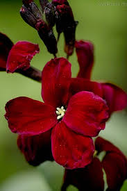 Erysimum x cultorum 'bowles mauve'. Samen Saatgut Goldlack Scarlet Emperor Cheiranthus Cheiri Hier Kaufen