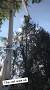 Profile Picture of Kingkiner Tree Service - Facebook (@facebook.com) on Google