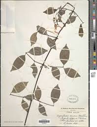 Image result for Belonophora coffeoides