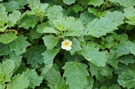 Image result for Pedalium murex