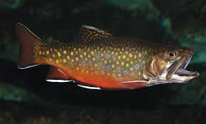 Check spelling or type a new query. State Pauses Brook Trout Stocking To Study Acid Rain Recovery Adirondack Explorer
