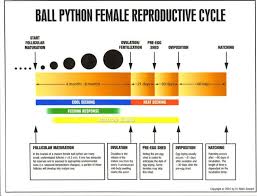 Ball Python Size Chart Siteze