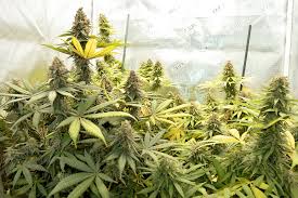 This is the spring pot guide to the best plants to grow in pots. Best Grow Pots For Cannabis Growing Skunk Magazine