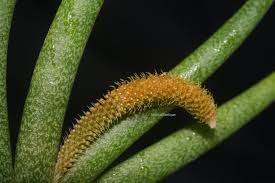 Image result for Oberonia