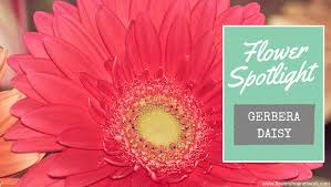 Flowers provided an incredibly nuanced form of communication. Flower Spotlight Gerbera Daisy