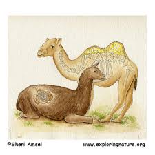 Perhaps this is where the misunderstanding arises that camels store water. Camels Hold Water In Their Humps