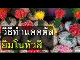 สอนว ธ กราฟต ย มโนห วส เด ดสด ง ายๆ ไม ต องซ อเพ ม ประหย ดต นท น youtube ปล กดอกไม การปล กพ ช ต นไม