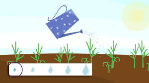 Also, check out our article on how to grow dill in tropics here for more information. How To Grow Dill With Pictures Wikihow