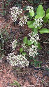 Image result for Usteria