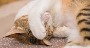 Kittens feeling sick can exhibit a number of symptoms, some of which … anyone who has owned a cat knows that they get eye crusties just like the rest of us. Breathing Problems In Cats Dyspnea Trudell Animal Health