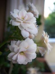 Kalanchoe Indoor Flowers Indoor Tree Plants Best Indoor Trees