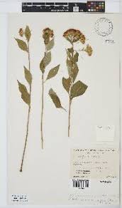 Image result for Distephanus divaricatus