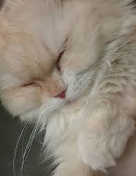 유명 유투버 유정호는 지난 21일 자신의 유튜브 채널에 '유정호 고양이 확대하는 영상 충격'을 공개했다. ë¬´ì§€ê°œ ë‹¤ë¦¬ ê±´ë„Œ ìœ¤ê· ìƒ ë°˜ë ¤ë¬˜ ì†œì´ ê³ ì–'ì´ í—¤ì–´ë³¼ ë­ê¸¸ëž˜ í•œê²½ë‹·ì»´