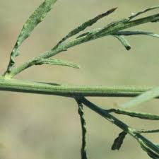 Image result for Monosis conferta