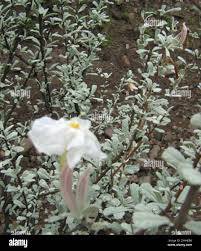 Image result for Catophractes alexandri