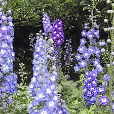 Rocket Larkspur Seeds Delphinium Ajacis Everwilde Farms