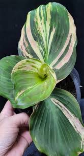 Image result for Kaempferia