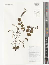 Image result for Equilabium selukwense