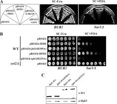 Maybe you would like to learn more about one of these? Two Saccharomyces Cerevisiae Jmjc Domain Proteins Demethylate Histone H3 Lys36 In Transcribed Regions To Promote Elongation Journal Of Biological Chemistry