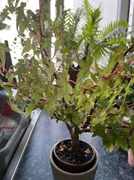 Image result for Sida dregei