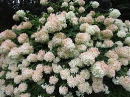 They come in a range of color from white to bright pink and yellow. Top 10 Flowering Trees