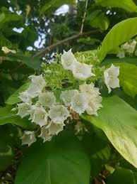 1.1 pokok jenis palma pokok pinang raja areca catechu pokok pinang kuning chyrysalidocarpus lutescens pokok pinang manila veitchia merrillii pokok pinang ekor musang pokok semarak api delonix regia. Ada Juga Kelebihan Bunga Ni Pokok Bunga Kesidang Khasiat Pokok Herba Malaysia