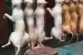 Cin De Bir Sehirde Kedi Ve Kopek Eti Yasaklandi Timeturk Haber