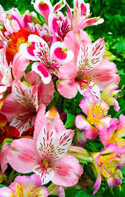 Buy alstroemeria or a huge peruvian lily bouquet for yourself, for someone special. Bouquet Of Flowers Alstroemeria Stock Image Colourbox