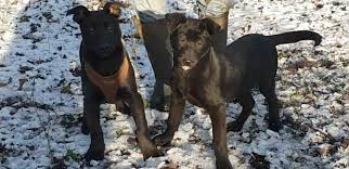 Belgian shepherd dog / belgian sheepdog or chien de berger belge can refer to any of four varieties of dog: Black Belgian Malinois Wingate County Durham Pets4homes
