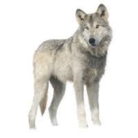 In raised by wolves, after earth is torn apart by religious differences and the human race teeters on the edge of. Download Wolf Free Png Photo Images And Clipart Freepngimg
