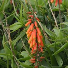 Image result for Plicosepalus amplexicaulis