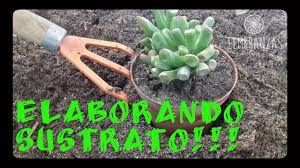 Hoy les traigo un nuevo vídeo en el cual les voy a. Como Hacer Sustrato Para Cactus Y Suculentas Lembranzas Plants Youtube