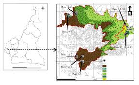 Image result for Afrostyrax kamerunensis