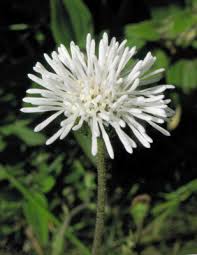 Image result for Adenostemma afrum