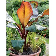 Alle die darunter aufgezählten arten können unseren winter im garten gut überstehen. Uber Das Gartnern Vom Gluck Zu Saen Zu Gestalten Und Zu Geniessen Der Garten Bestseller Aus England Don Monty Amazon De Bucher