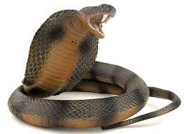 Here, we report the isolation and characterization of two synergistically acting anticoagulant proteins, hemextins a and b, from the venom of hemachatus haemachatus (african ringhals cobra). Cobras Dreadful Snakes Dinoanimals Com