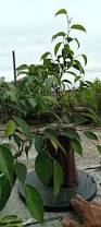 Image result for Ficus amadiensis