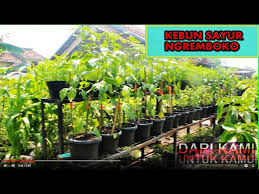 Riani tak bisa lagi menyiram sayur mayur itu. Kebun Sayur Di Pekarangan Rumah Youtube