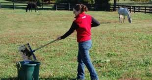 Equine Internal Parasites Horse Health Parasite Equine Therapy