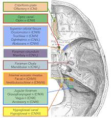 The skull performs vital functions. Cranial Foramina Foramen Ovale Skull Teachmeanatomy