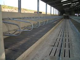Super Loop Cubicles O Donovan Engineering Cantilever Cow Cubicles Hayvan Barinagi Ciftlikler Tarim