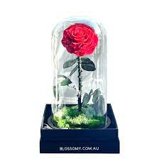 Enchanted Red Rose Dome Blossomy
