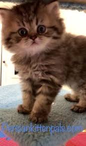 Buy persian kitten & cat for sale online. 160 Best Beautiful Persian Kittens For Sale Ideas In 2021 Persian Kittens Persian Kittens For Sale Kittens