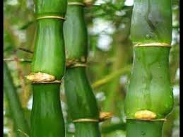How To Grow Buddah Belly Bamboo From Cuttings It S Easy Growing Bamboo Bamboo Plants Clumping Bamboo