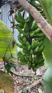 Image result for Marquesia acuminata