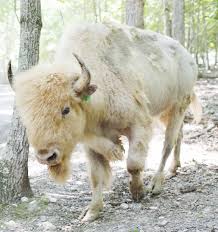 White Buffalo New Star At Safari Park American Animals Rare Albino Animals Buffalo Animal